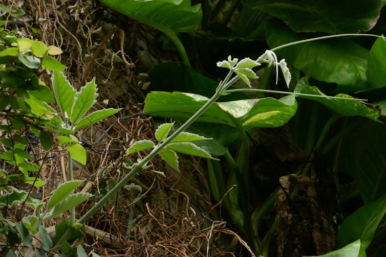 As plantas trepadoras con gabiáns, como a parra de folla de castiñeiro, 'Tetrastigma voinierianum', son máis eficientes rubindo que as que se fixan mediante raicillas. Foto: Jaime Güemes.