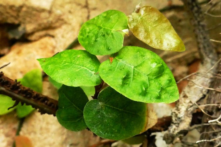 Hojas del ficus trepador, Ficus pumila