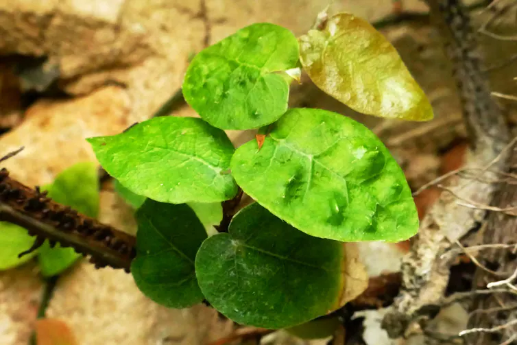 Hojas del ficus trepador, Ficus pumila