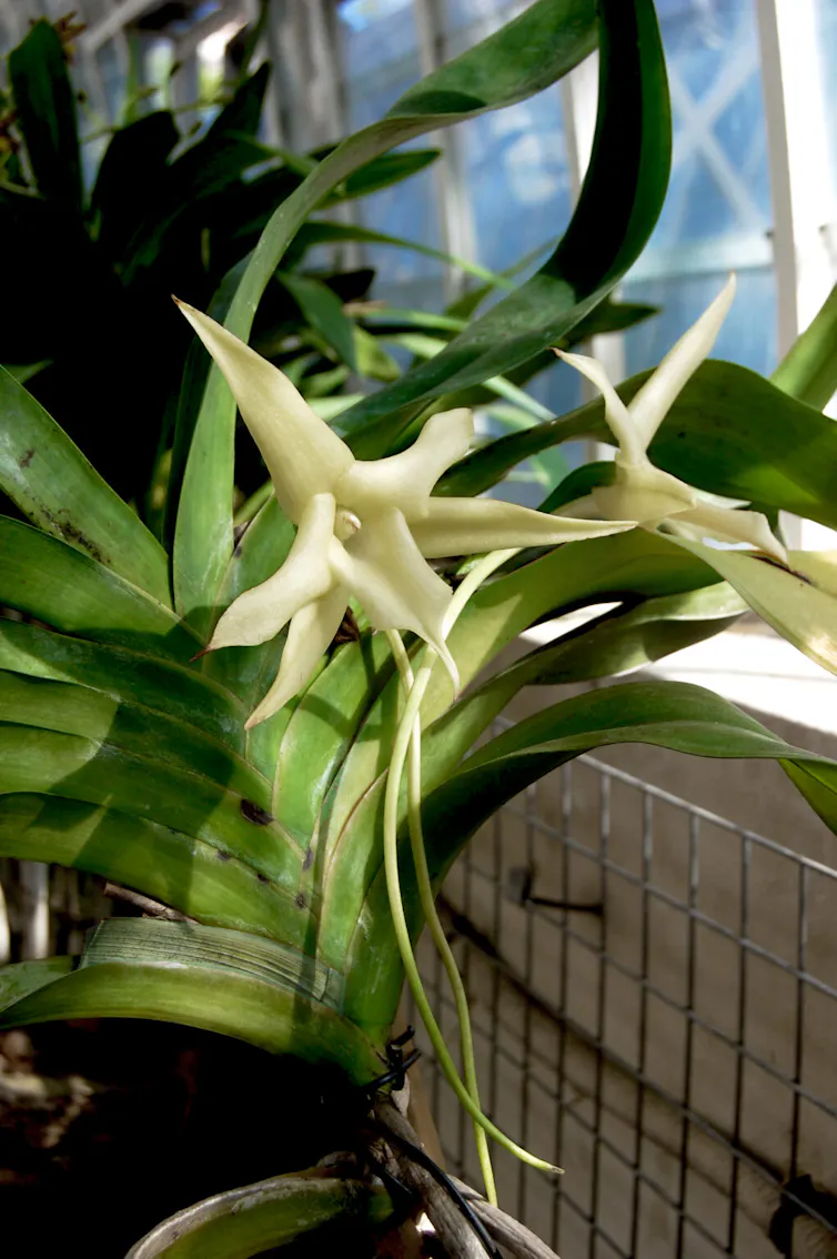 orquídea