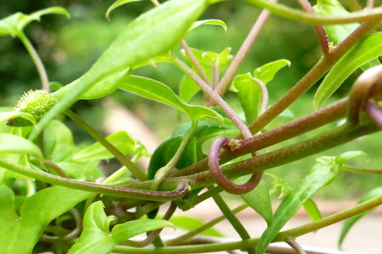 Zarcillos de la trompeta de los ángeles