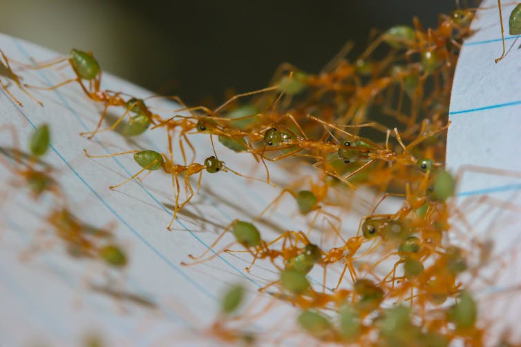 Bridges, highways, scaffolds: how the amazing engineering of army ants can make us smarter creators