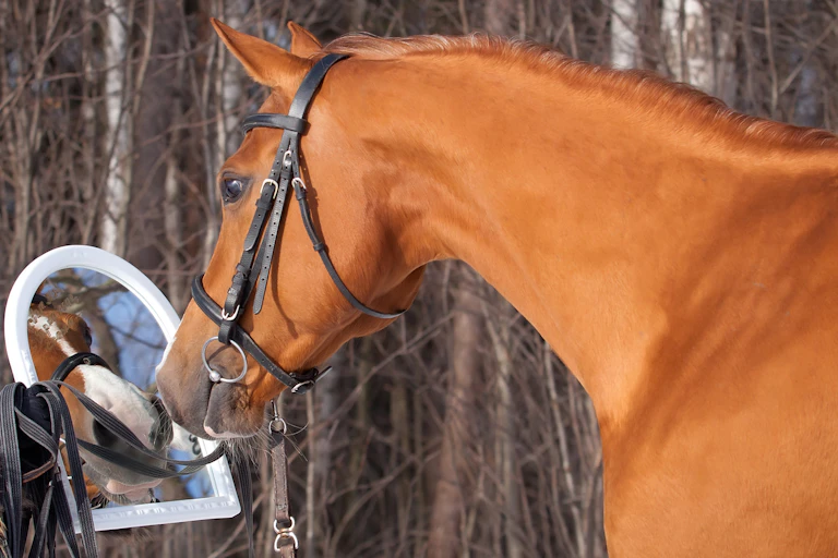 A brown horse looking in a small mirror.