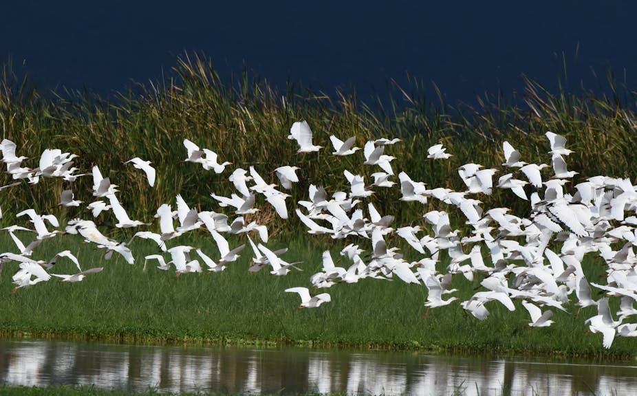 Une volée d'oiseaux près du lac Manyara, en Tanzanie.