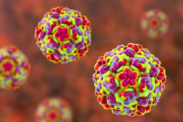 A computer generated illustration of rhinoviruses.