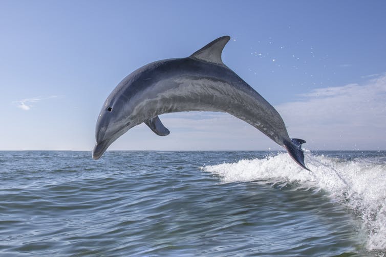 A bottlenose dolphin jumping out of the sea.