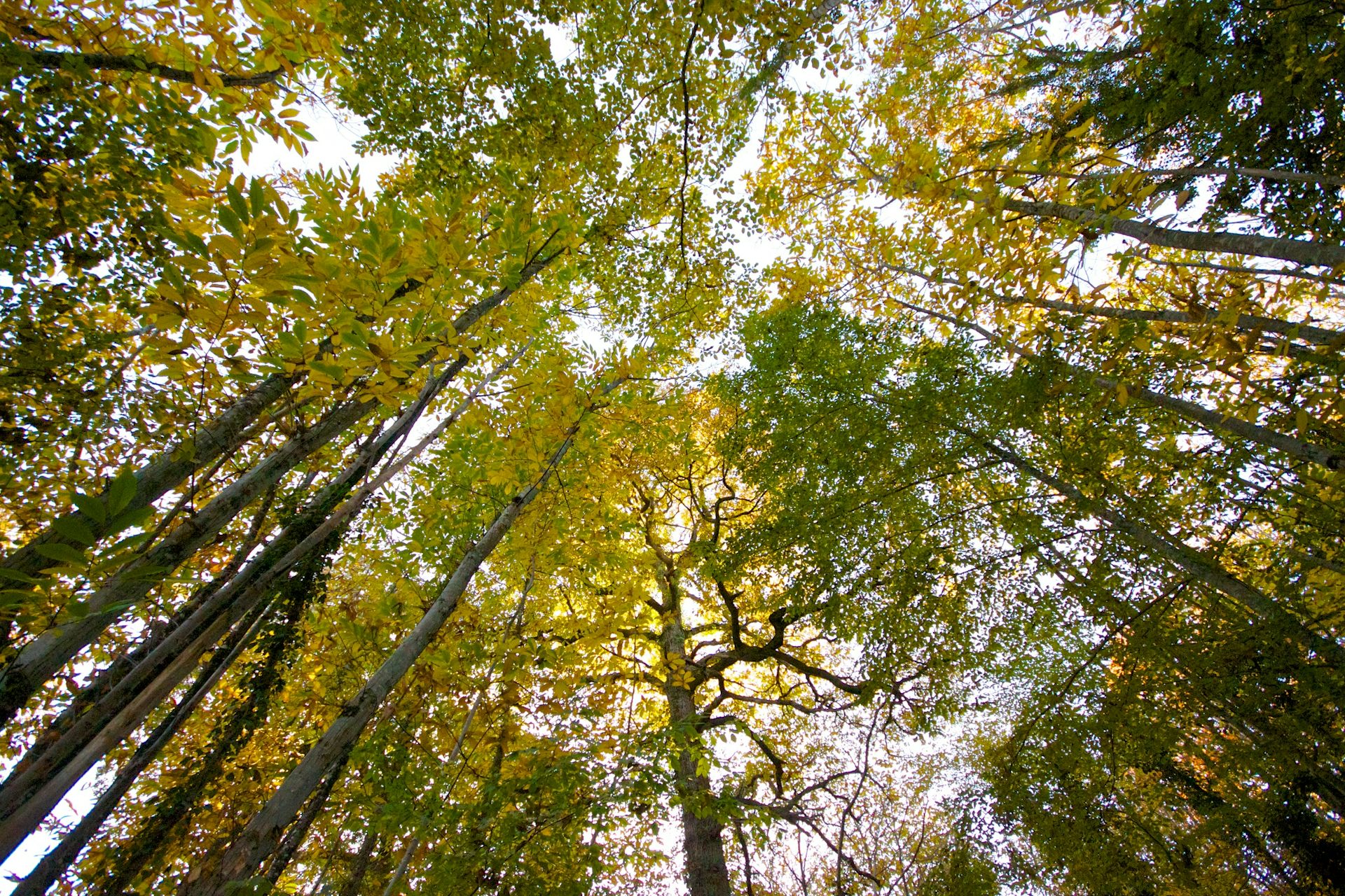 How is paper store made from trees