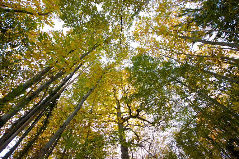Looking straight up at treetops.