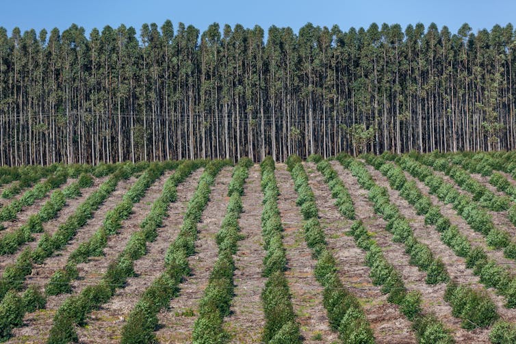 How do people make paper out of trees, and why not use something else?