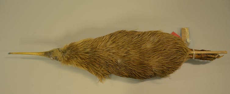 Skin of a kiwi, collected during
the 19th century