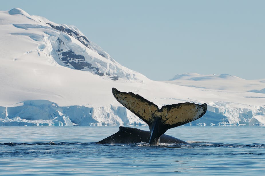 A large tail rises from dark blue water against the backdrop of a white, snow-covered landscape