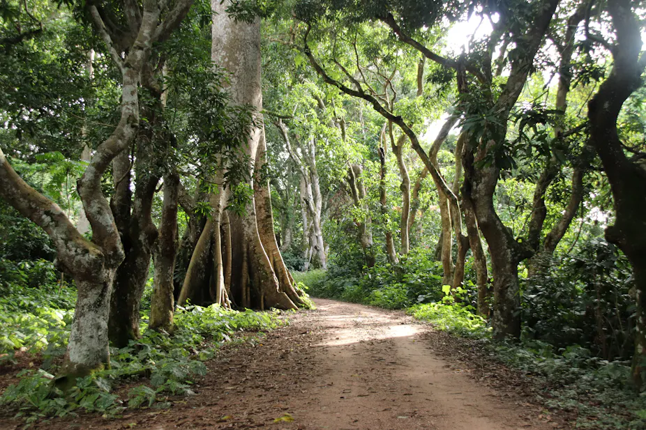 Unpaved road with large trees on either side