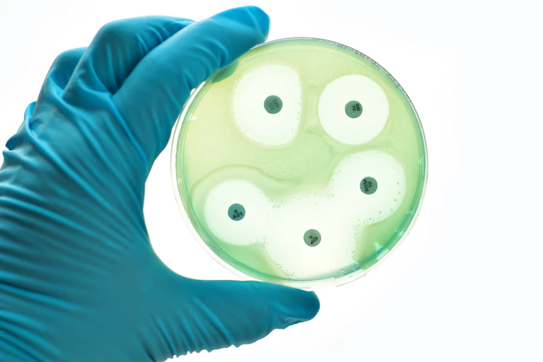 A scientist tests for antibiotic resistance in the lab using a petri dish.