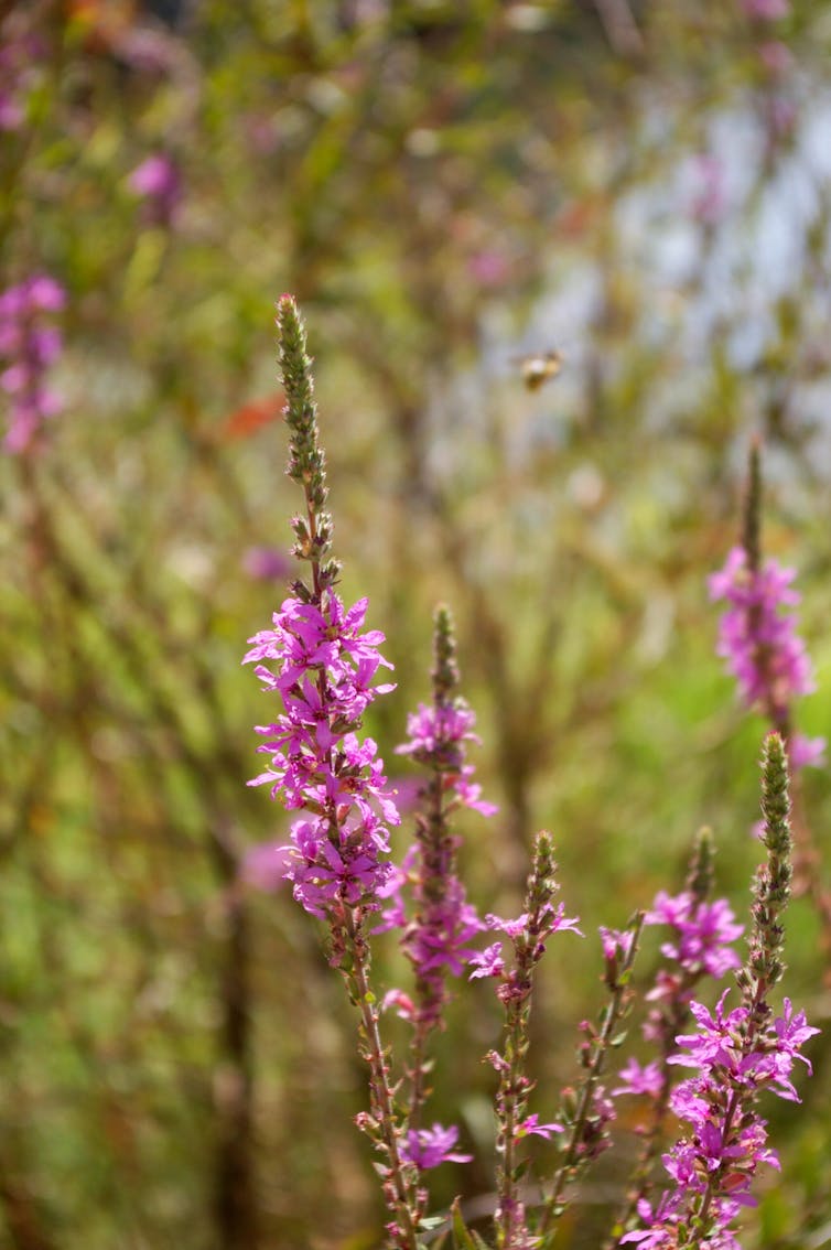 Plantas y flores de salicaria