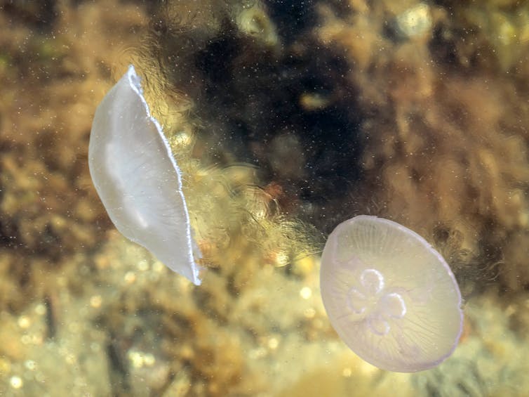 Two jellyfish swim near a hazy layer of ocean water.