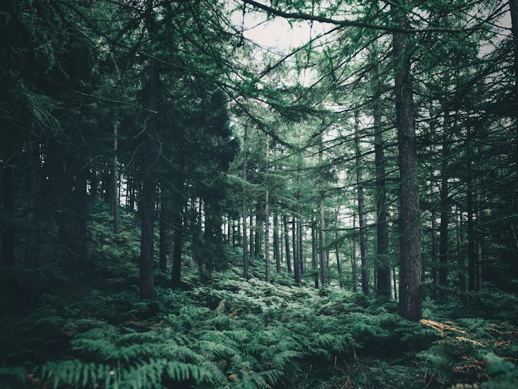 A forest with ferns and tall pine trees.