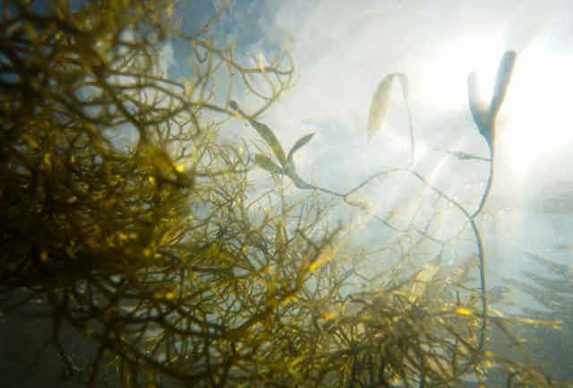 Light streams into an underwater sea grass meadow in Tampa Bay