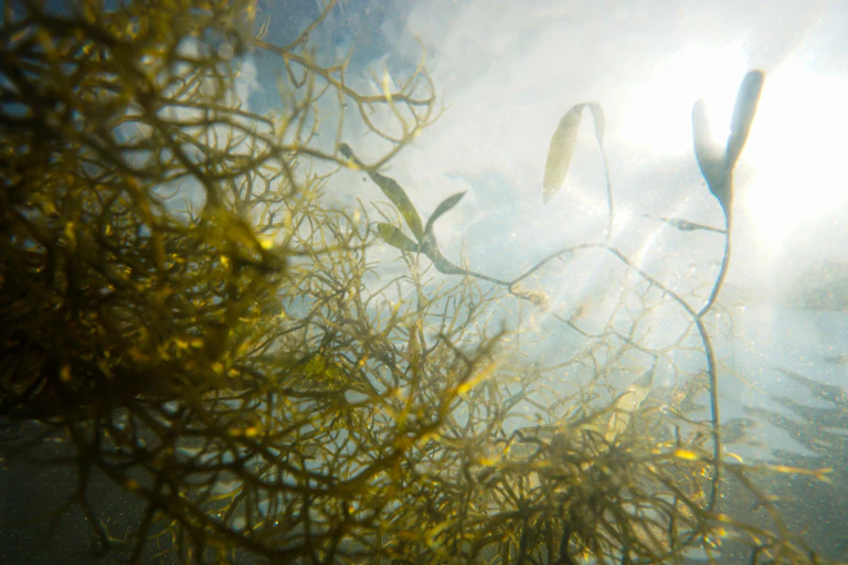 Light streams into an underwater sea grass meadow in Tampa Bay