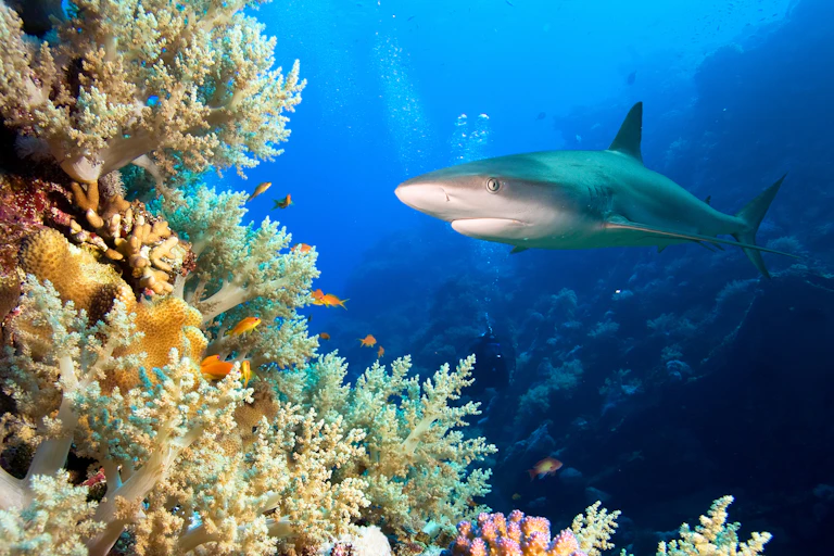 A shark swimming near coral reef