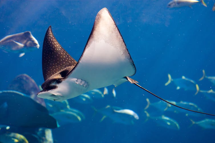 Manta ray with other fish