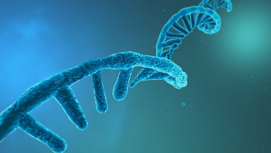 A 3D illustration of a blue strand of RNA.