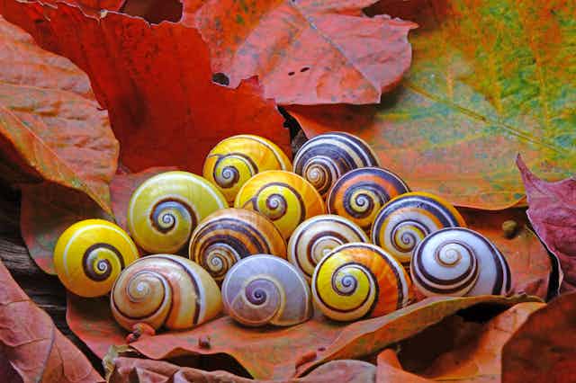 A clutch of colourful Cuban land snails.