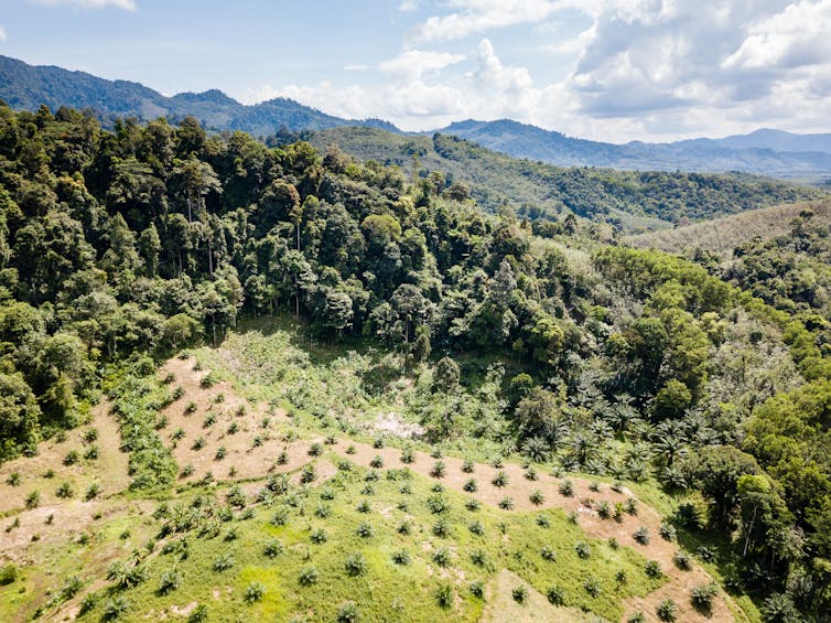 A drone view of a palm oil plantation created through deforestation in Thailand.