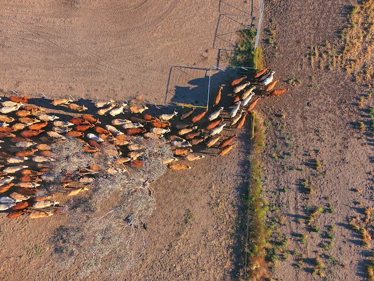 A herd of livestock cows and bulls file into a dry and dusty holding lot.