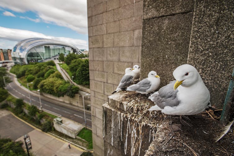 Four birds resembling seagulls nestle on a stone ledge with the city behind them.