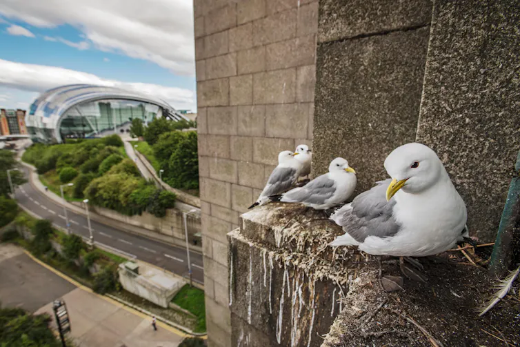 Four birds resembling seagulls nestle on a stone ledge with the city behind them.