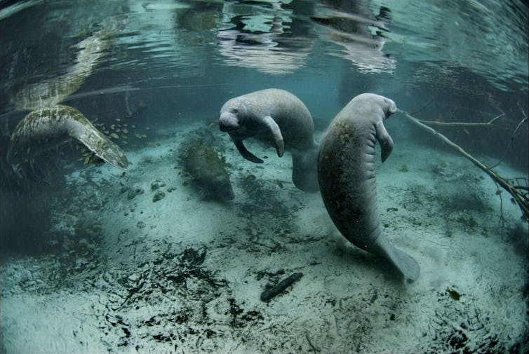 Two manatees swimming underwater