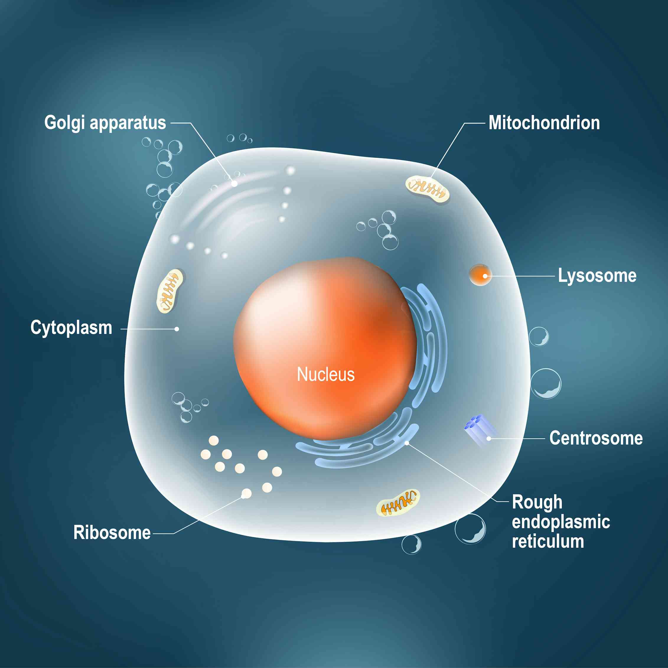 Revealed: The Unexpected Source Of Imvexxy'S Key Ingredient - ad5t6mv