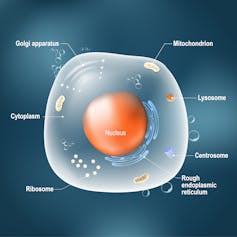schéma d'une cellule générique comportant un noyau et d'autres structures