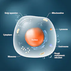 diagram of a generic cell featuring nucleus and other structures