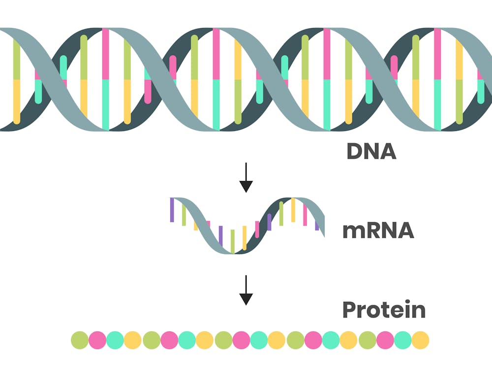 What Is mRNA? Here #39 s A Crash Course On What It Does Honolulu Civil Beat