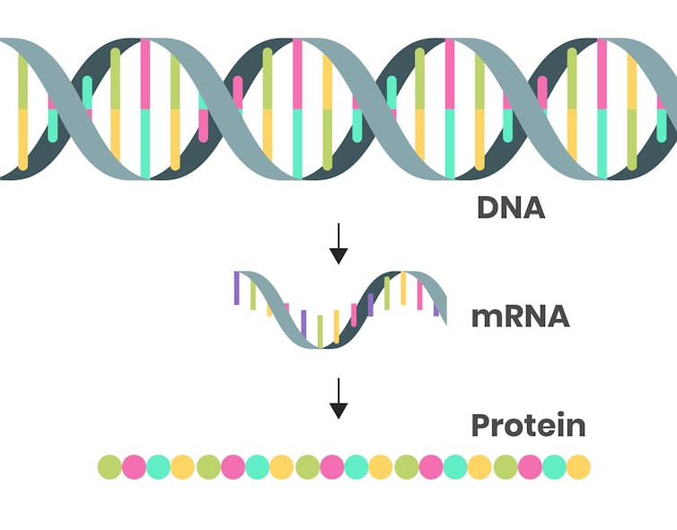 schéma de l'ADN, de l'ARNm et d'une protéine