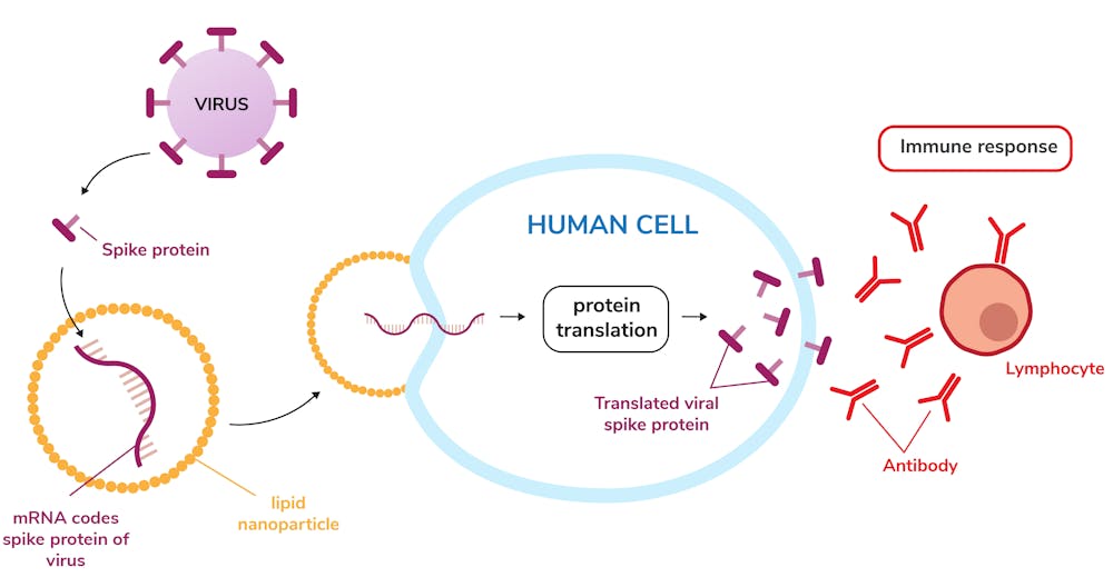 What is mRNA? The messenger molecule that's been in every living cell for billions of years is the key ingredient in some COVID-19 vaccines