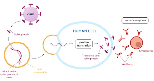 What Is mRNA? Here's A Crash Course On What It Does - Honolulu Civil BeatWhat Is mRNA? Here’s A Crash Course On What It DoesMahalo!
