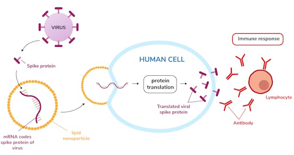 MRNA-1273