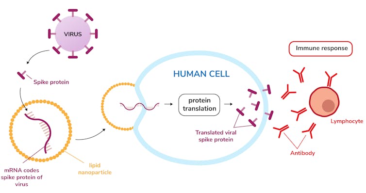 schéma du fonctionnement d'un vaccin à ARNm