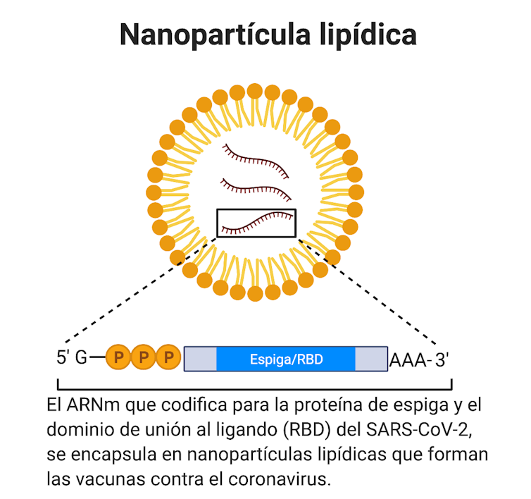 Nanopartícula lipídica para encapsular o ARNm. Imaxe elaboada con Biorender e achegada por Sonia Villapol.