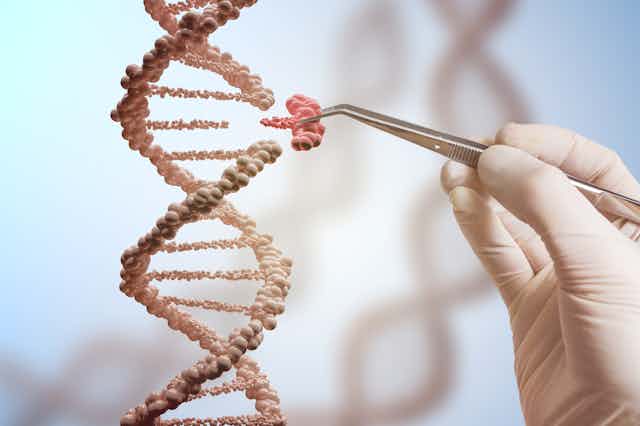 Image d’une maquette d’ADN avec une main gantée qui installe un nucléotide en le tenant par avec une pince à disséquer