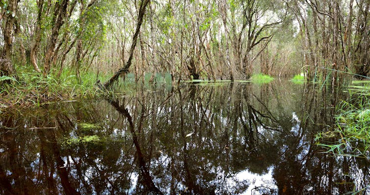 Paperbark trees surround a body of water