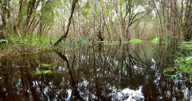 Paperbark trees surround a body of water
