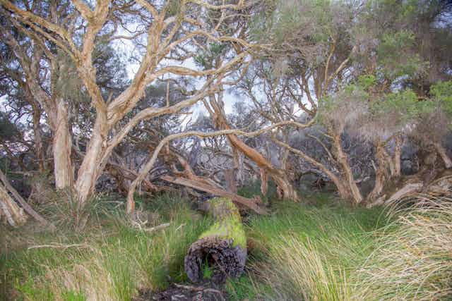 Paperbark trees in a wetland