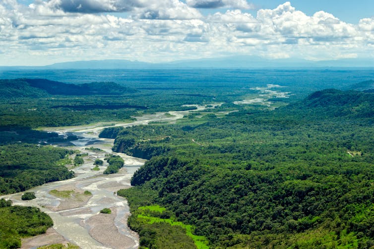 Aerial shot of river through trees in the Amazon
