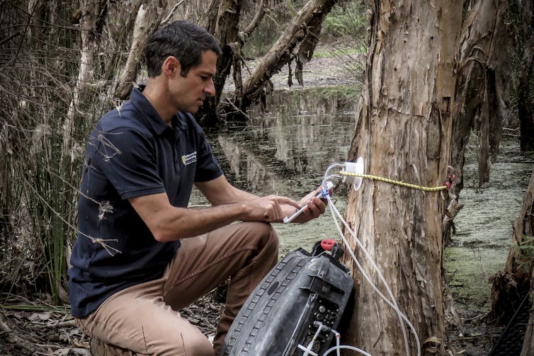 Author sampling microbes from paperbark tree