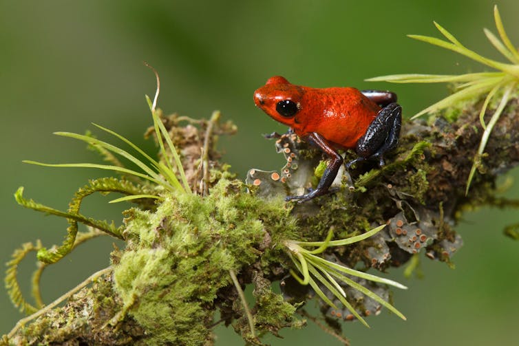 A strawberry poison dart frog perched on a branch.