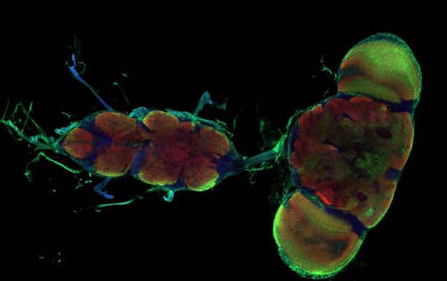 Colorful microscoping scan of the fruit fly brain. 