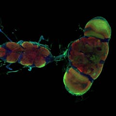 research topics on neuroplasticity